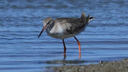 Common Redshank