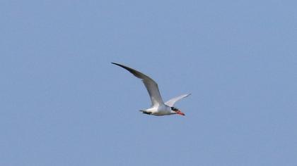 Caspian Tern