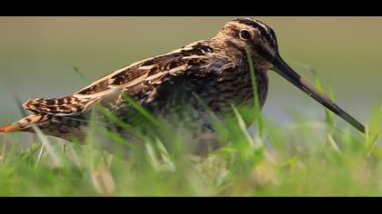 Common Snipe