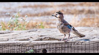 Eurasian Jay