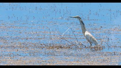 Squacco Heron