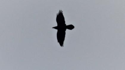 Northern Raven