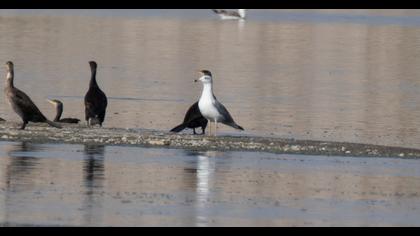 Yellow-legged Gull