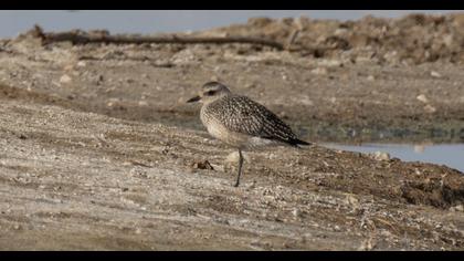 Grey Plover