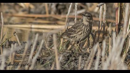 Water Pipit