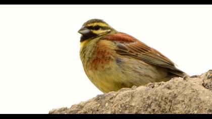 Cirl Bunting