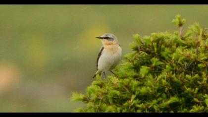 Northern Wheatear