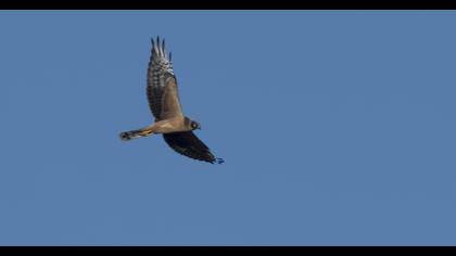 Pallid Harrier