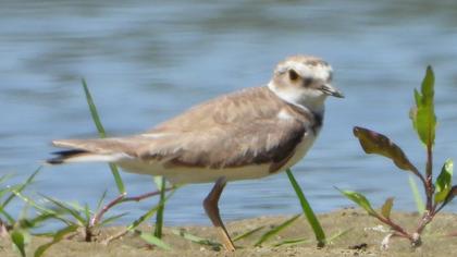 Little Ringed Plover