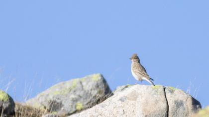 Turkestan Short-toed Lark