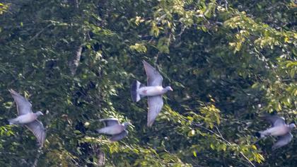 Common Wood Pigeon