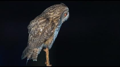 Long-eared Owl