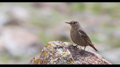 Blue Rock Thrush