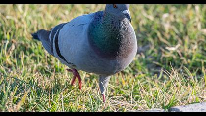 Rock Dove
