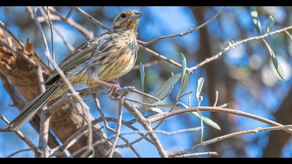 Cirl Bunting