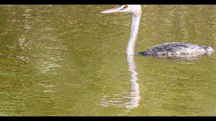 Great Crested Grebe
