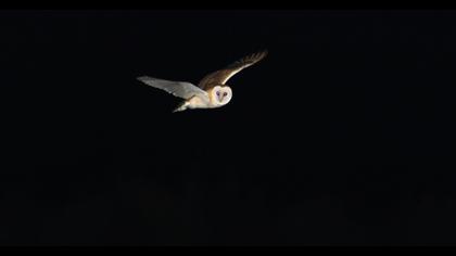 Western Barn Owl