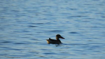 Northern Shoveler