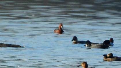 Ferruginous Duck