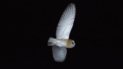 Western Barn Owl