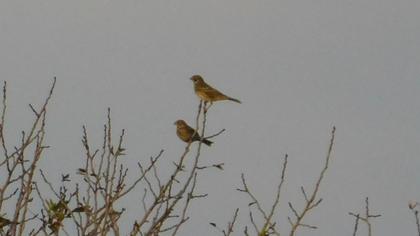 Corn Bunting