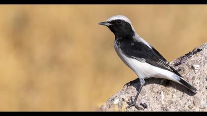 Finsch`s Wheatear