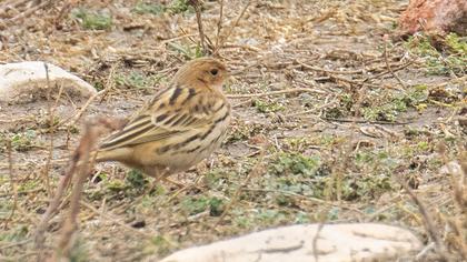 Kızılgerdanlı incirkuşu