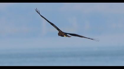 Western Marsh Harrier