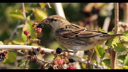 Spanish Sparrow
