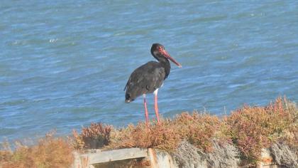 Black Stork