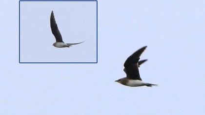 Black-winged Pratincole
