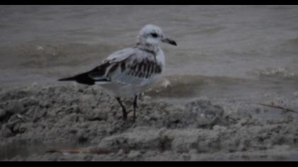 Mediterranean Gull
