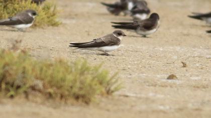 Sand Martin