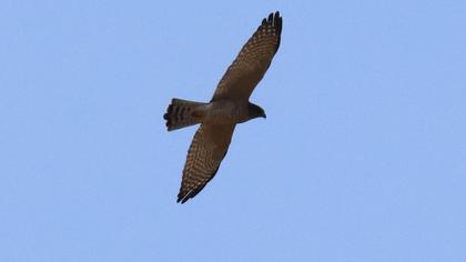 Levant Sparrowhawk