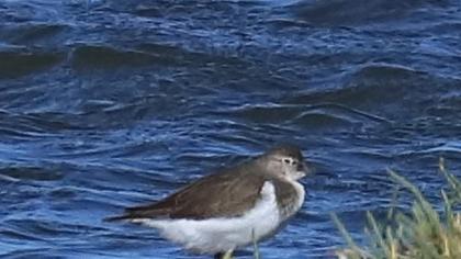 Common Sandpiper