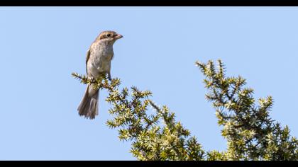 Red-backed Shrike