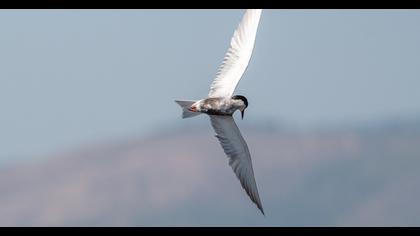 Whiskered Tern