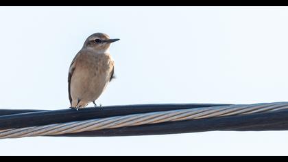 Isabelline Wheatear