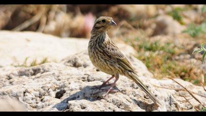 Cirl Bunting