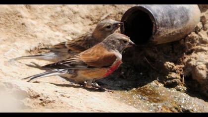 Common Linnet