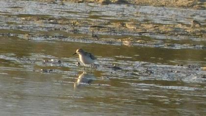 Little Stint