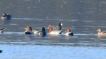 Eurasian Wigeon