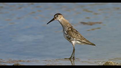 Dunlin