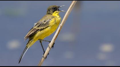 Western Yellow Wagtail