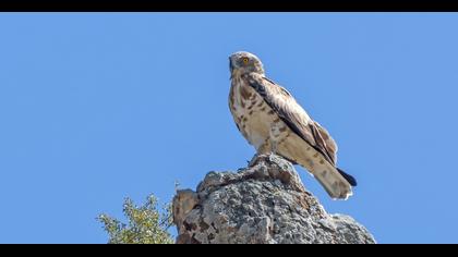 Short-toed Snake Eagle