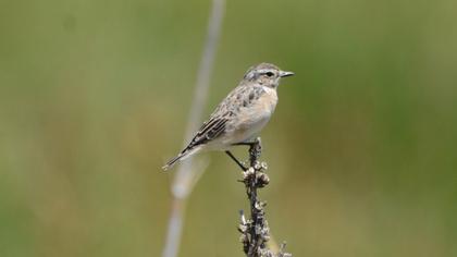 Whinchat