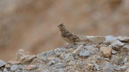 Rock Sparrow
