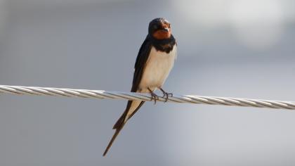 Barn Swallow