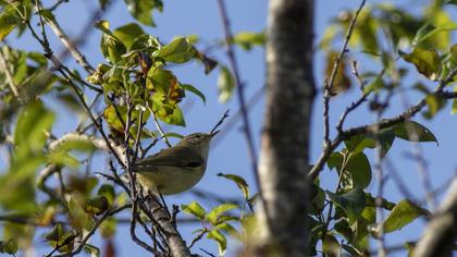 Common Chiffchaff