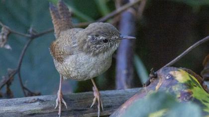 Eurasian Wren